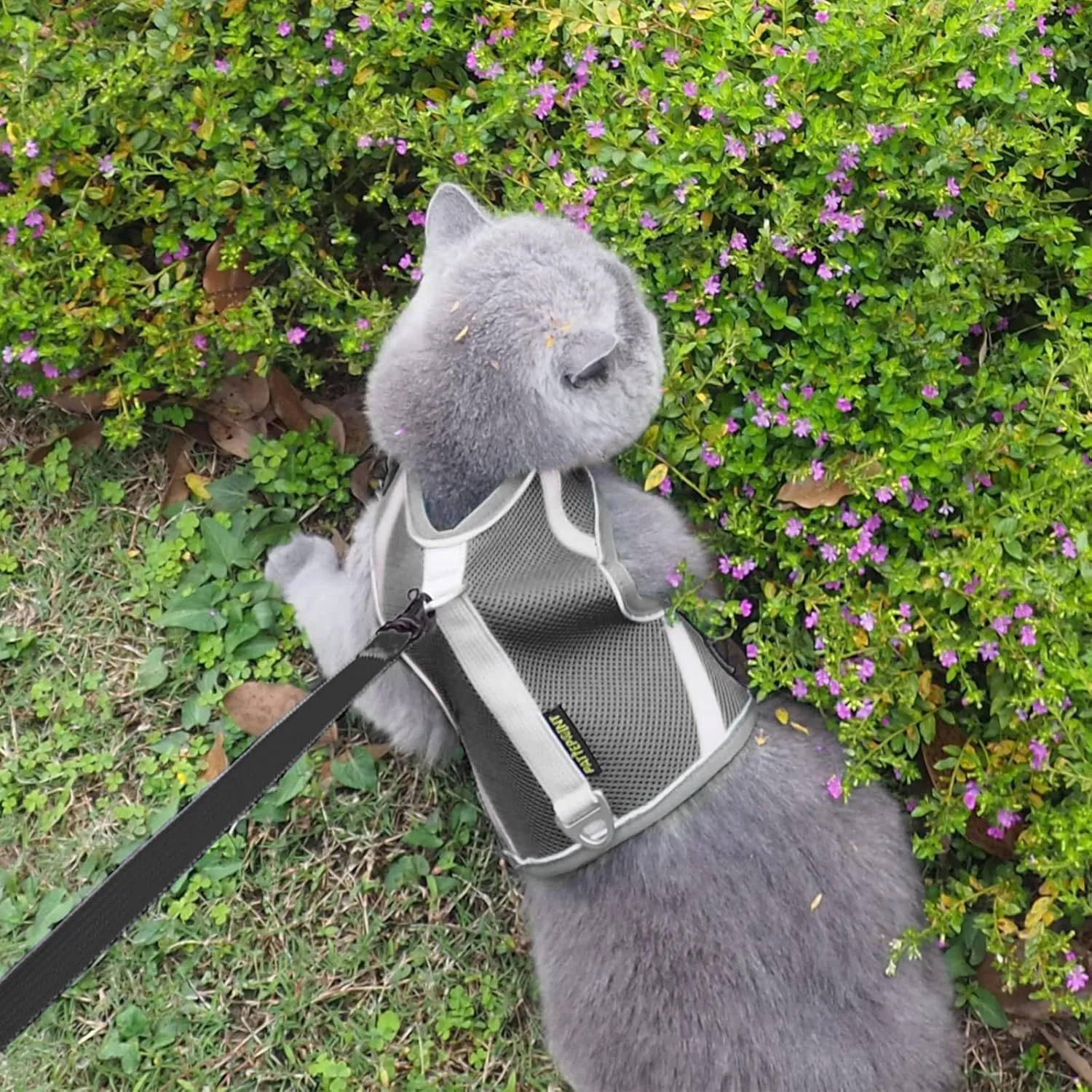 Escape Proof Mesh Cat Harness and Leash Set, Adjustable Walking Jacket Vest for Extra Kittens, Full-Edge Reflective Strips Provide Protection for Cats Walking at Night (XS Grey)