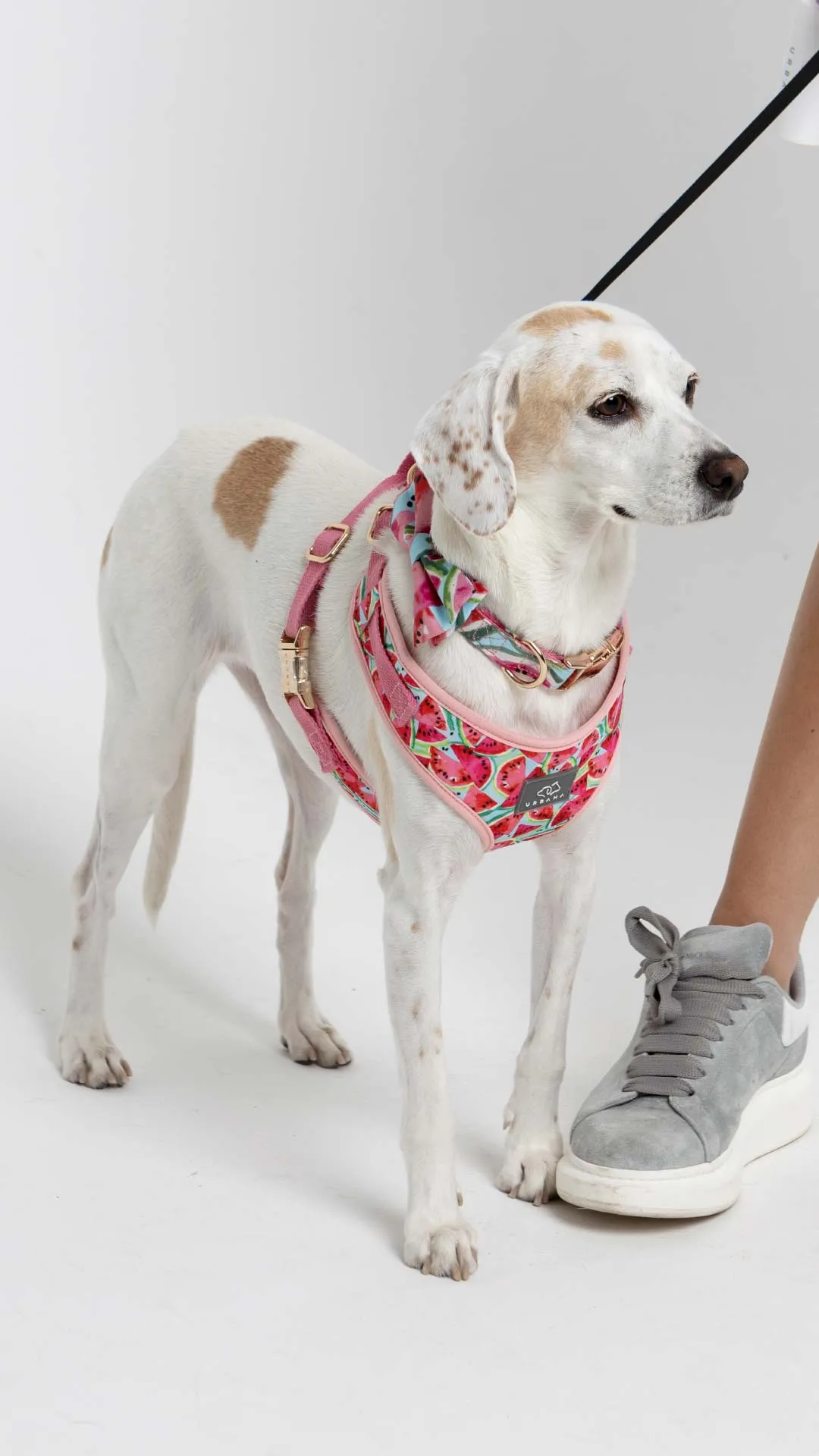 Watermelon Sugar Dog Walk Set